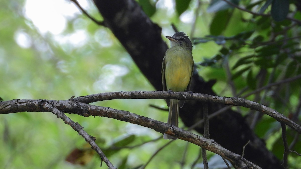 Yellow-olive Flatbill - Jorge Muñoz García   CAQUETA BIRDING