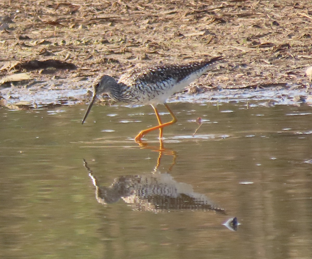 Greater Yellowlegs - stephen johnson  🦜