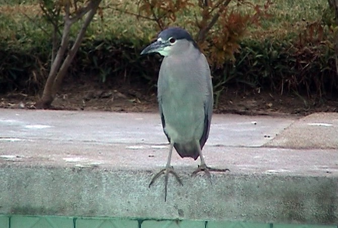 Black-crowned Night Heron (Dusky) - ML323820541