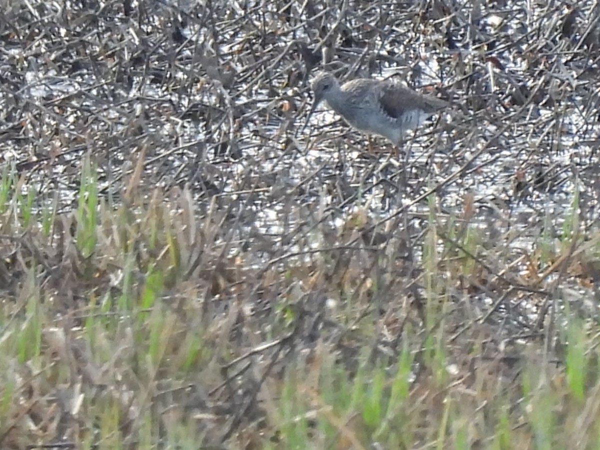 Greater Yellowlegs - ML323821711