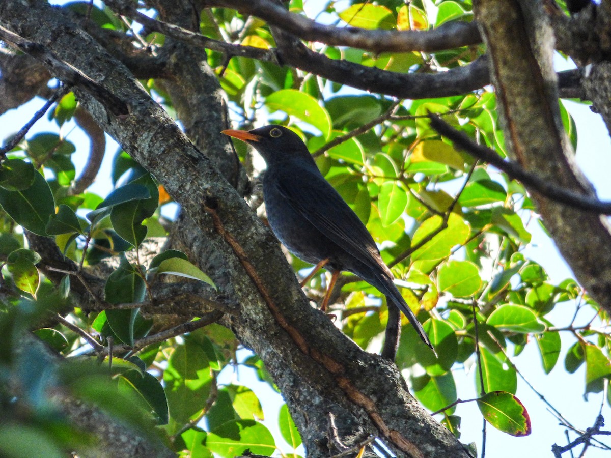 Chiguanco Thrush - ML32382201