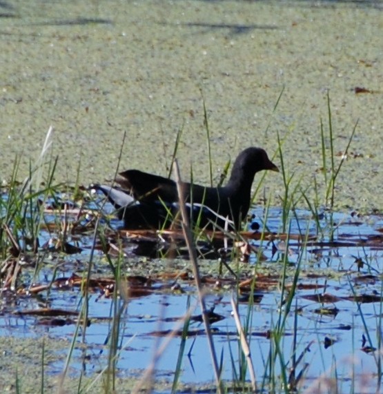 Eurasian Moorhen - ML323822121