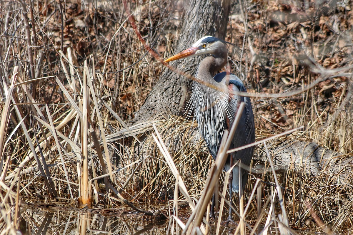 Great Blue Heron - ML323822561