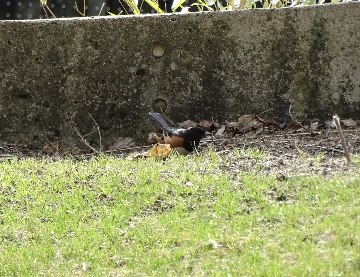 Eastern Towhee - ML323822631