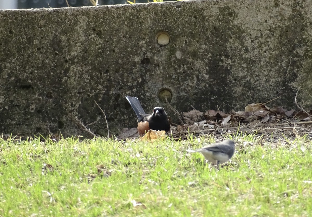 Eastern Towhee - ML323822641