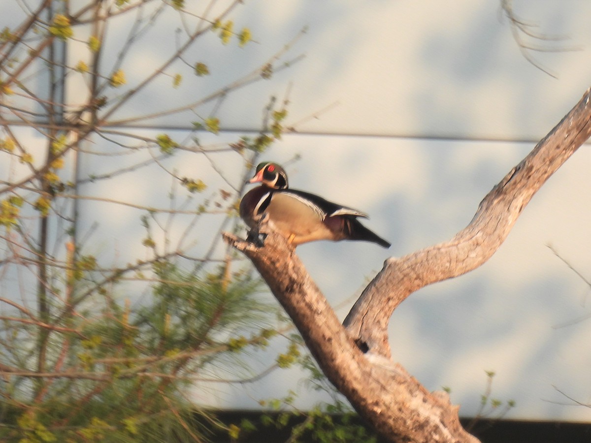 Wood Duck - ML323822681