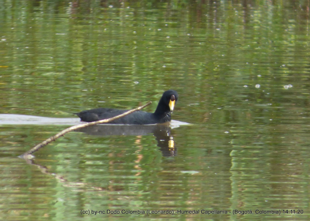 American Coot - Leonardo Ortega (Dodo Colombia)