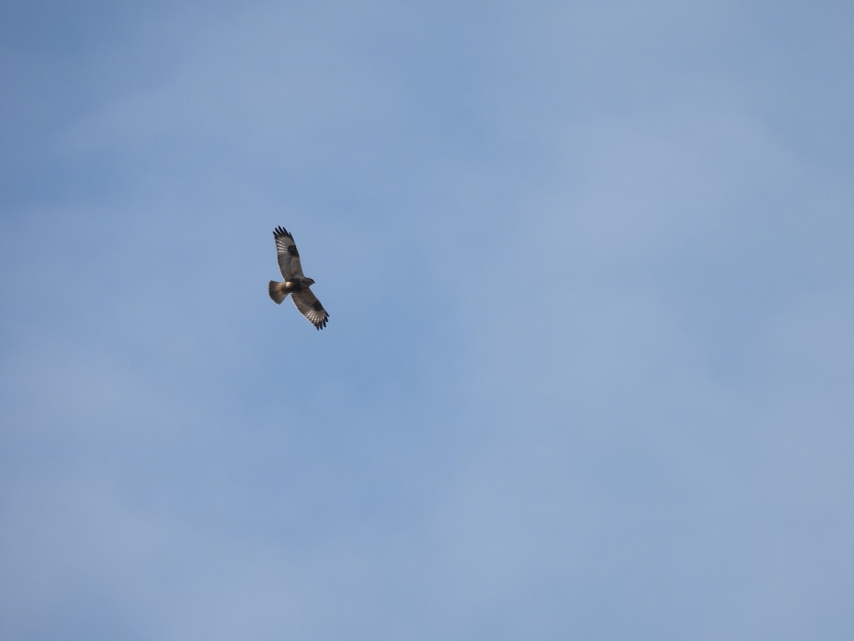 Rough-legged Hawk - ML323824291