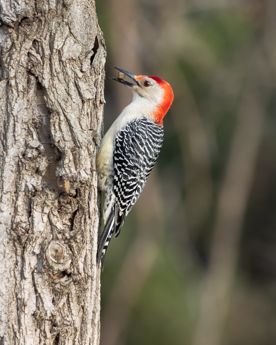 Red-bellied Woodpecker - ML323825631