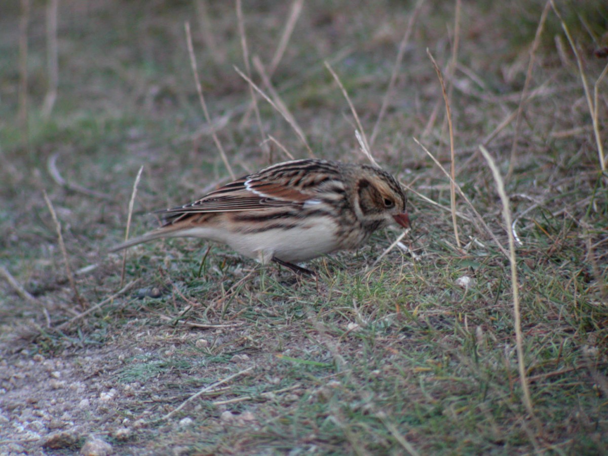 Lapland Longspur - ML323825821