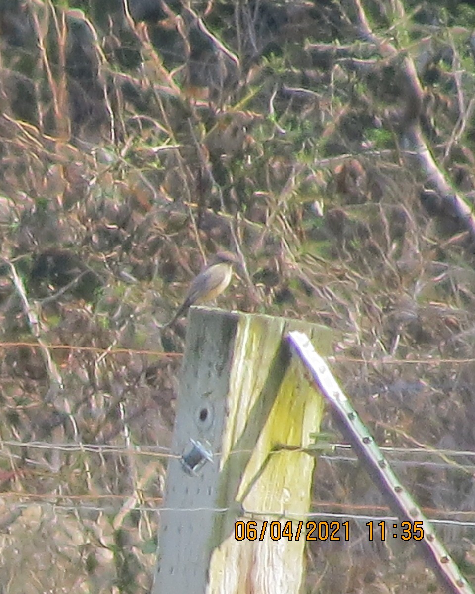 Say's Phoebe - Gary Bletsch