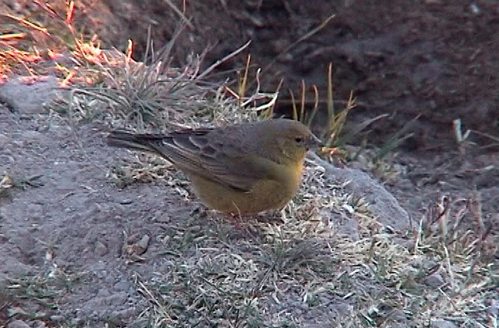 Greenish Yellow-Finch - ML323827511