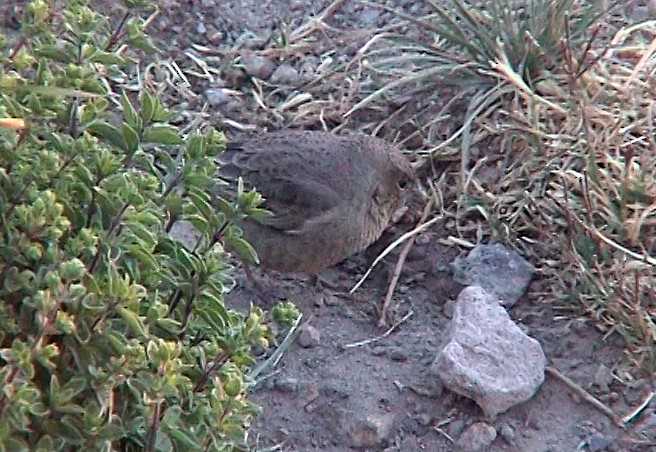 Greenish Yellow-Finch - ML323827521