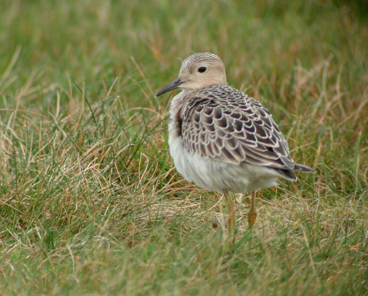 Buff-breasted Sandpiper - ML323827581