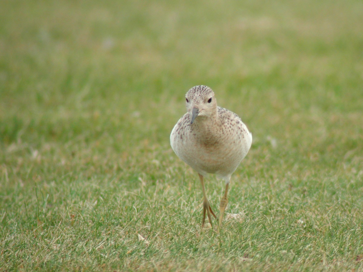 Buff-breasted Sandpiper - ML323827591