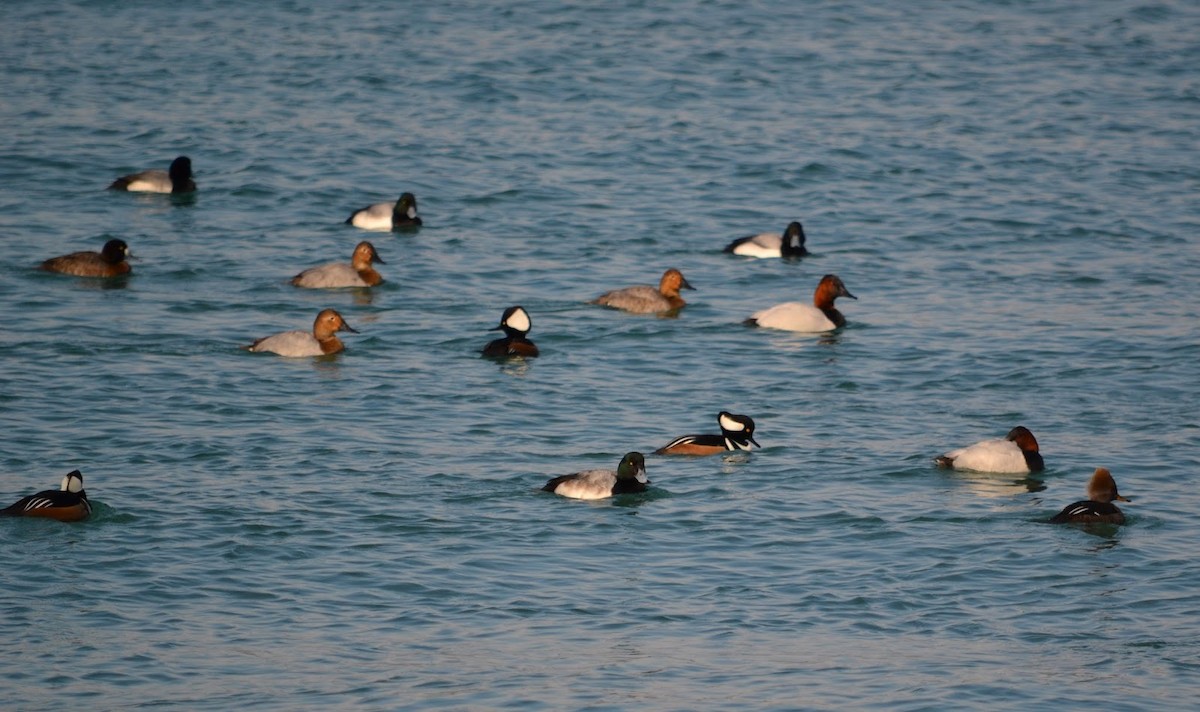 Hooded Merganser - ML323827611