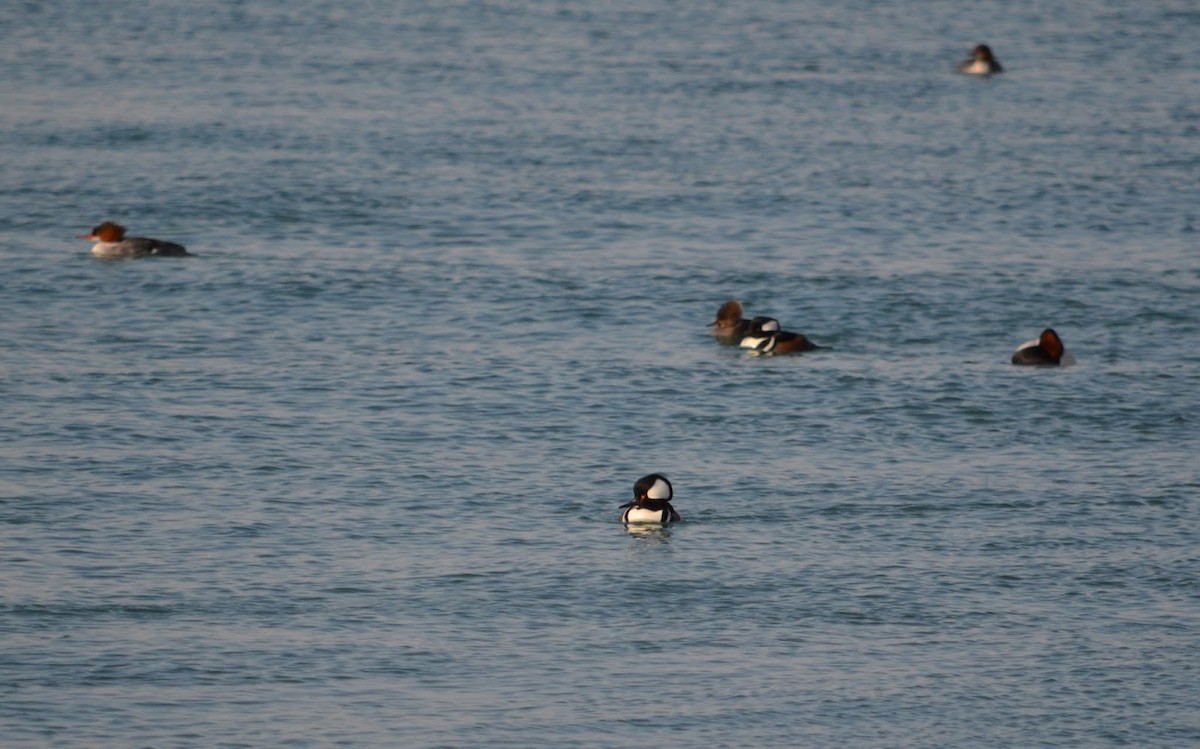 Hooded Merganser - ML323827621