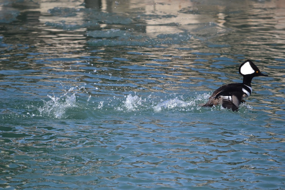 Hooded Merganser - ML323827651