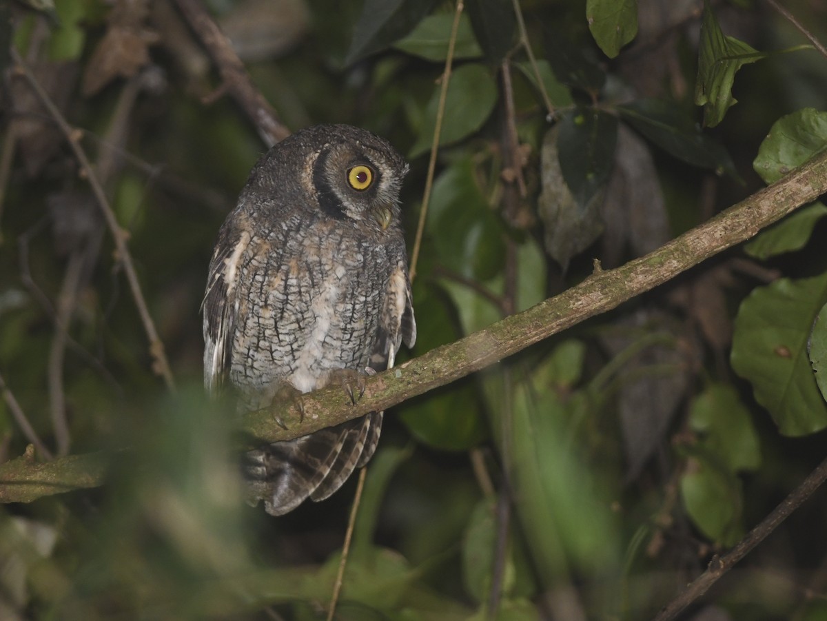 Black-capped Screech-Owl - ML323827771