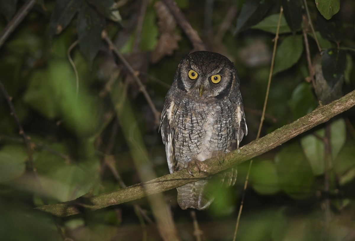 Black-capped Screech-Owl - ML323827801