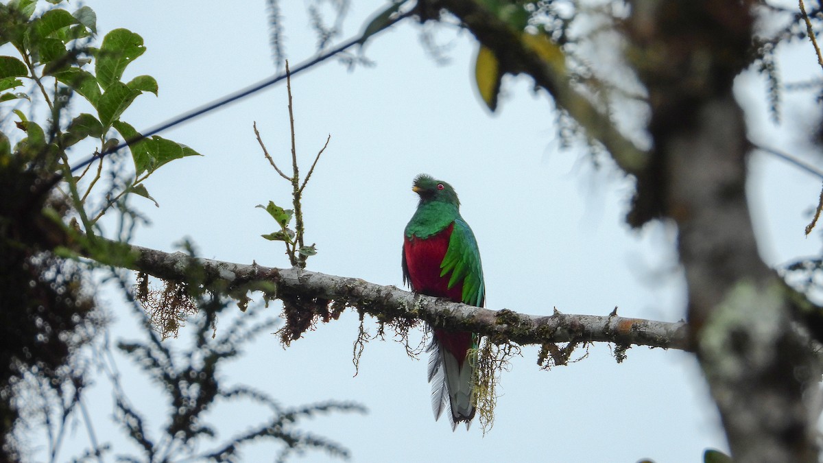 Crested Quetzal - ML323827851