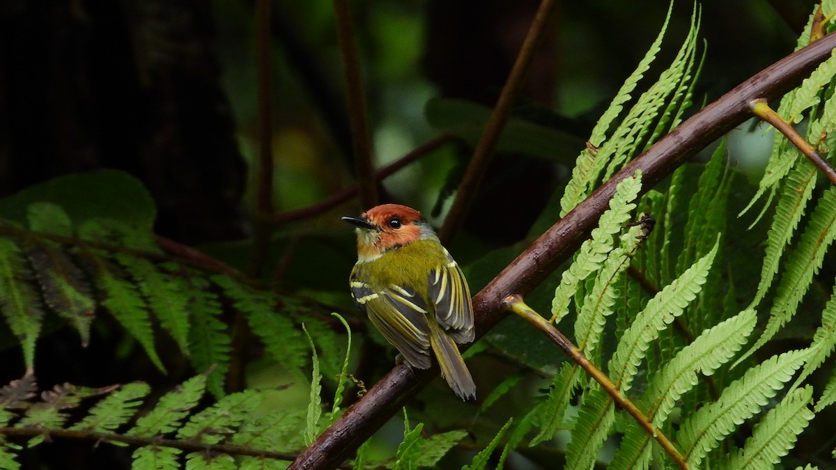 Rufous-crowned Tody-Flycatcher - Jorge Muñoz García   CAQUETA BIRDING