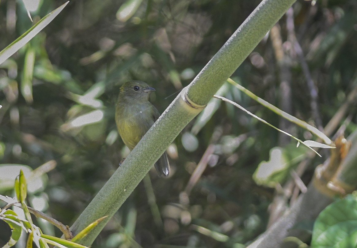 Llorón Verdoso - ML323828881