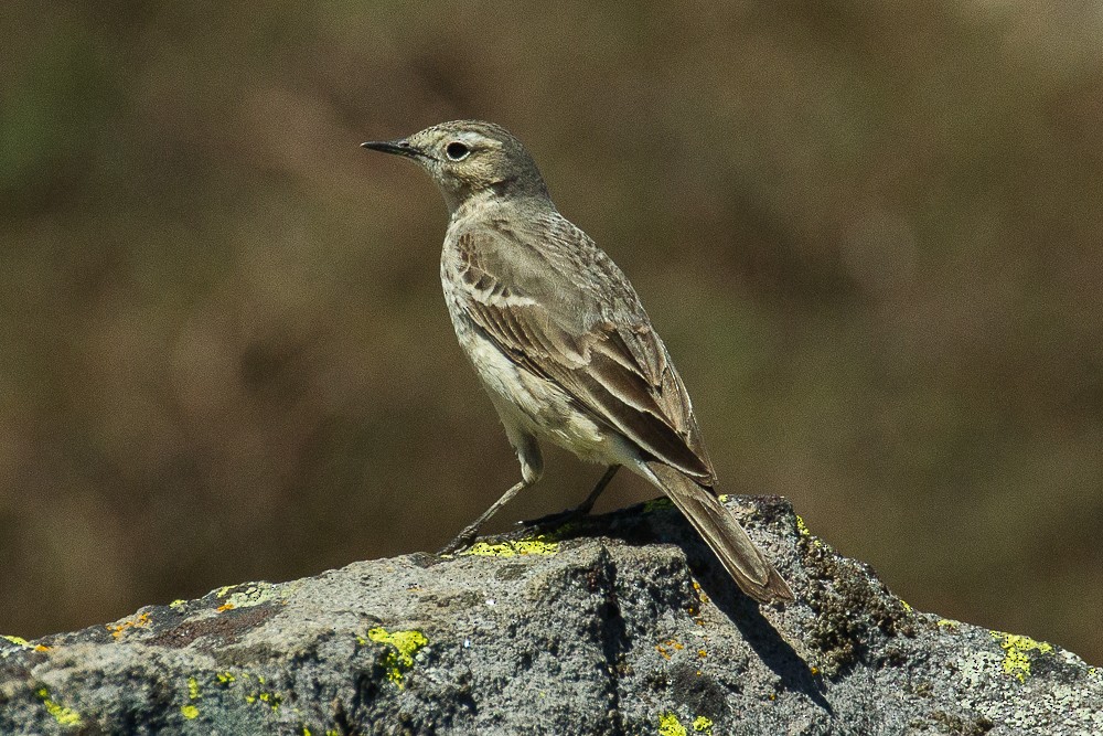 Pipit d'Amérique - ML323830981