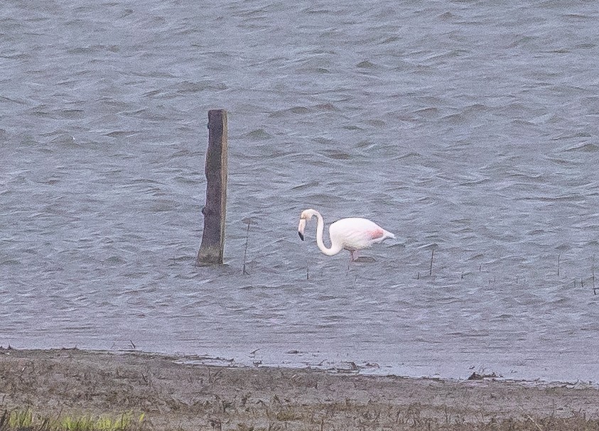 Greater Flamingo - ML323832151