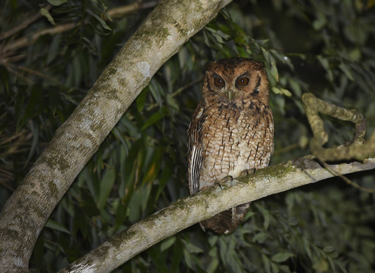 Long-tufted Screech-Owl - ML323833701