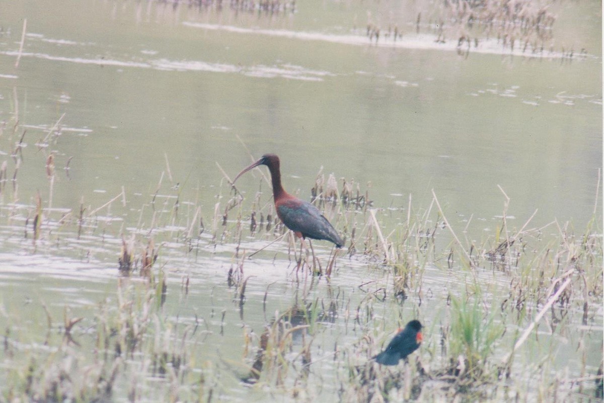 Glossy Ibis - ML32383401