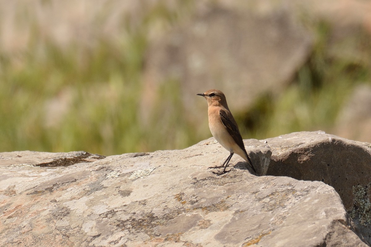 Northern Wheatear - ML323835781