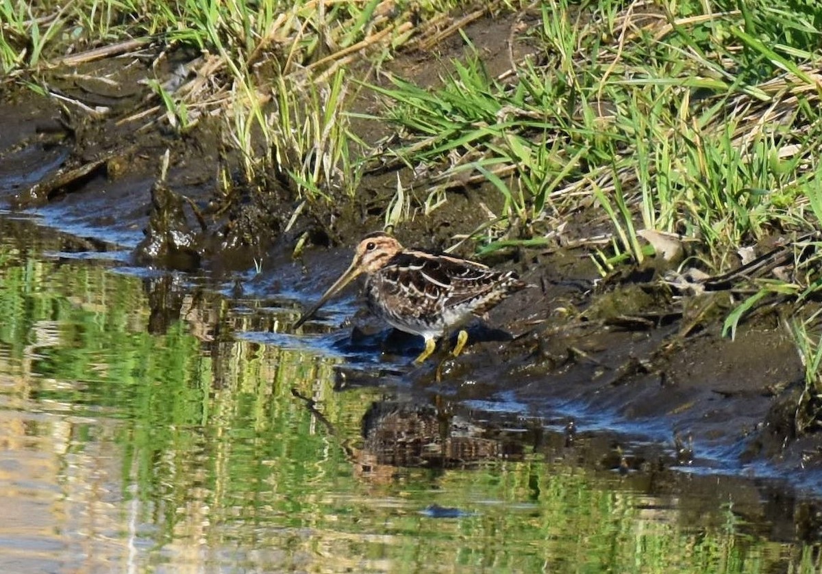 Wilson's Snipe - ML323836321