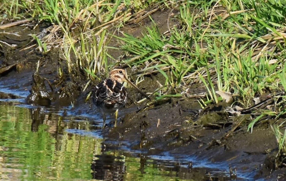 Wilson's Snipe - ML323836401