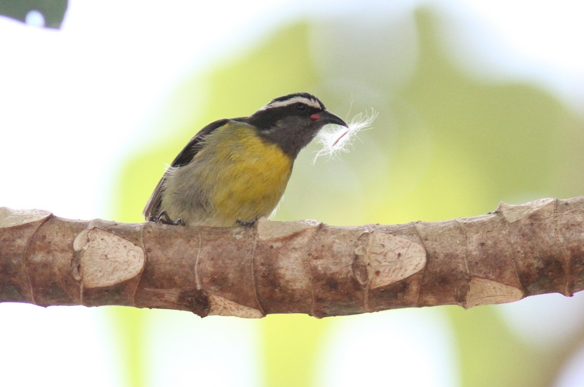 Bananaquit - ML323836811