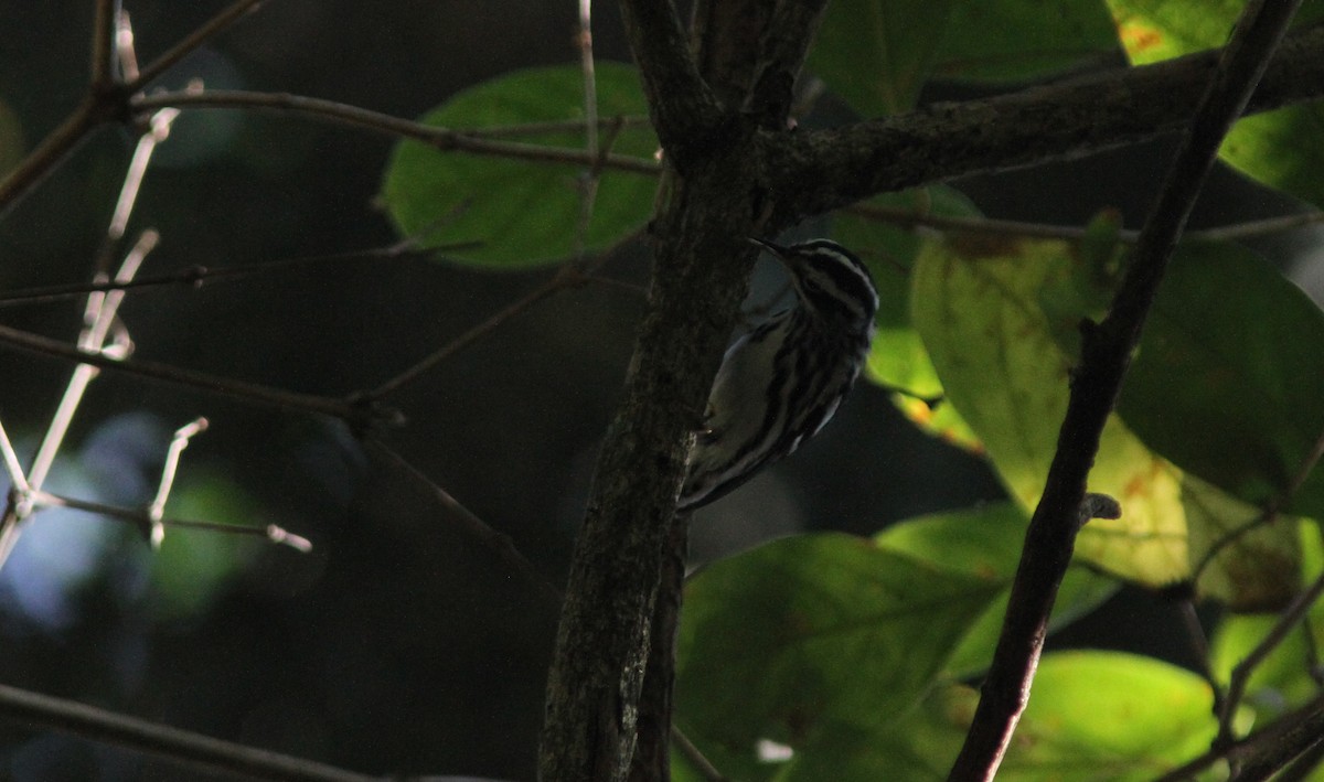 Black-and-white Warbler - ML323837221