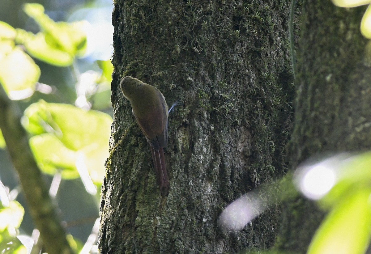 Olivaceous Woodcreeper - ML323838581