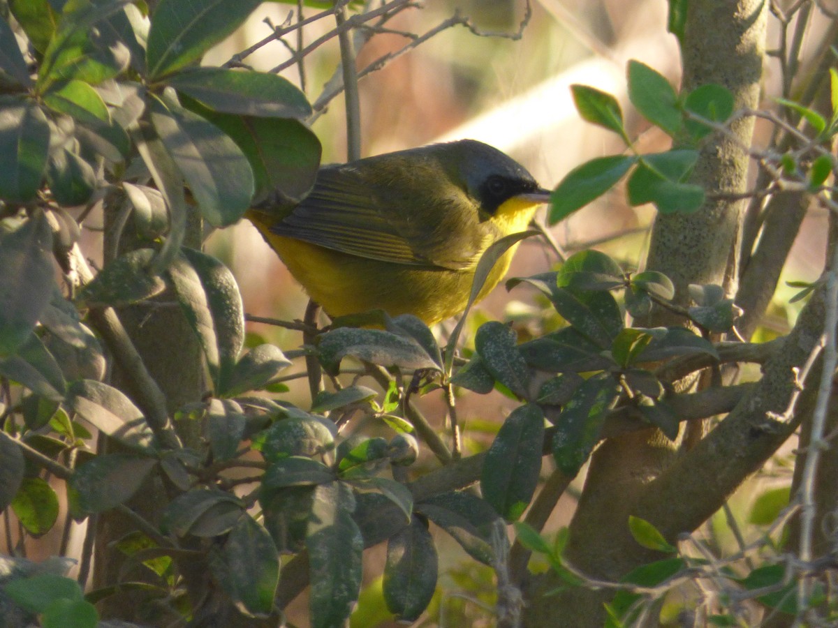 Southern Yellowthroat - ML32383931