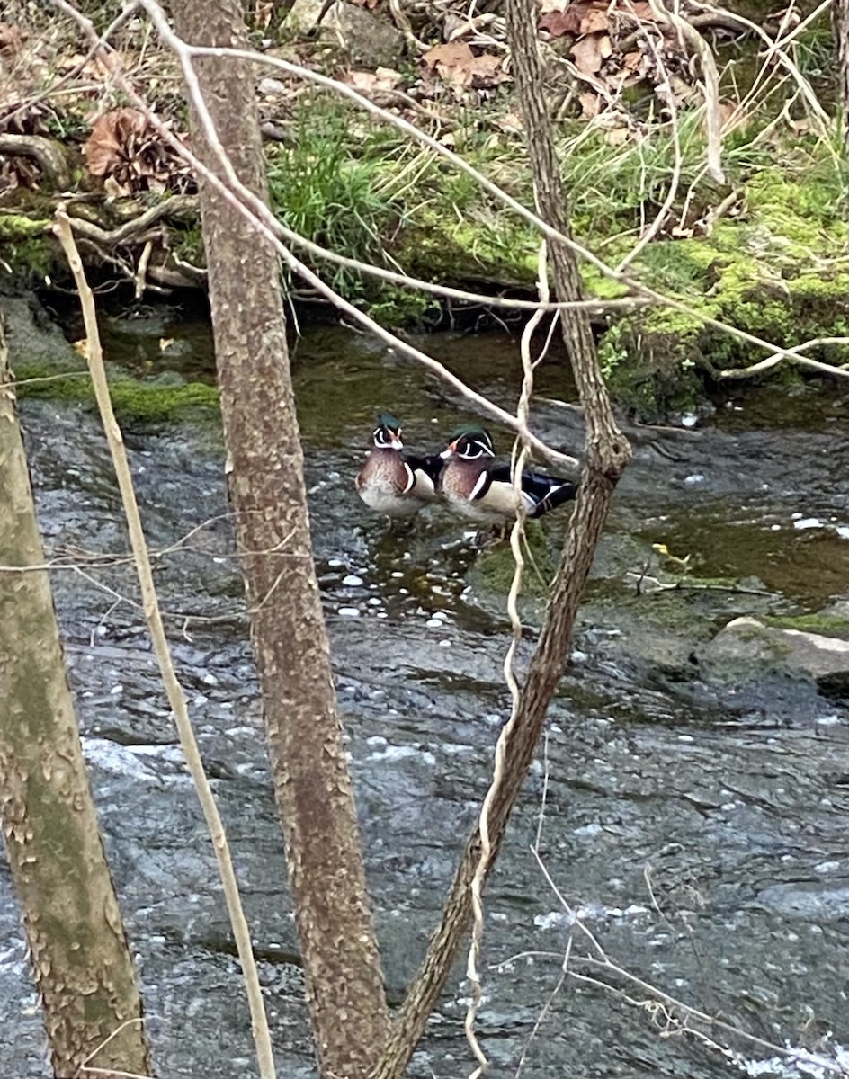 Wood Duck - ML323840261