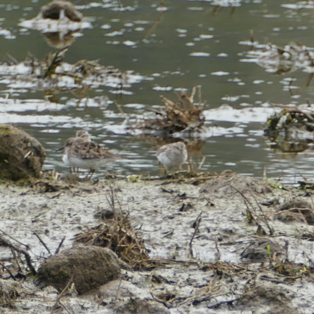 Wiesenstrandläufer - ML323841101