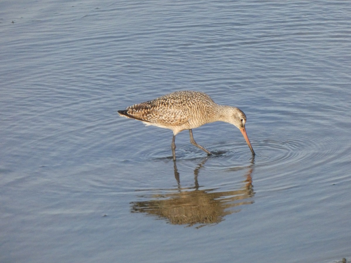 Marbled Godwit - Braxton Landsman