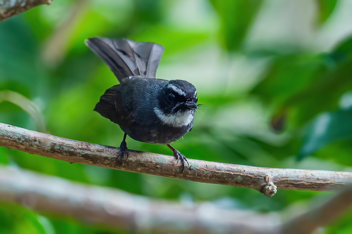 White-throated Fantail - ML323843151