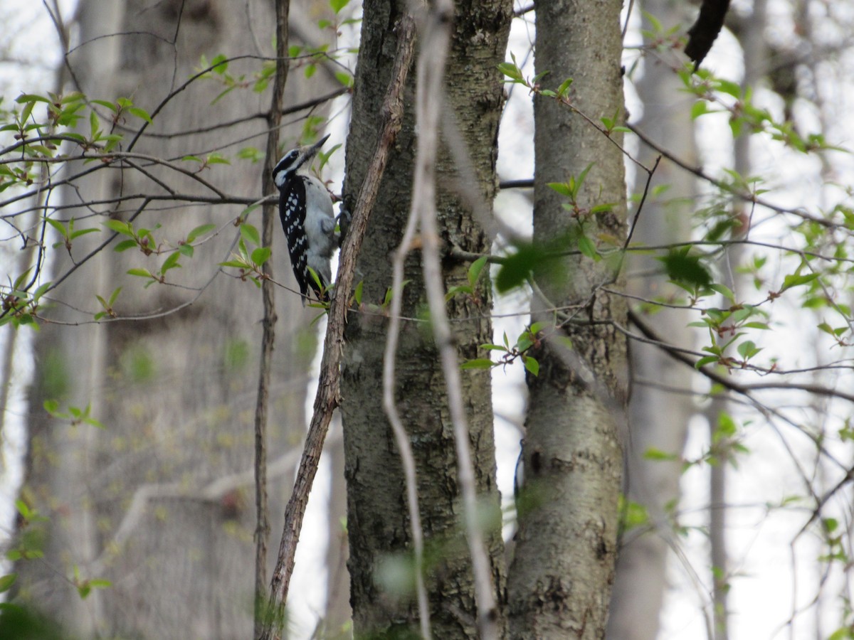 Hairy Woodpecker - ML323843491