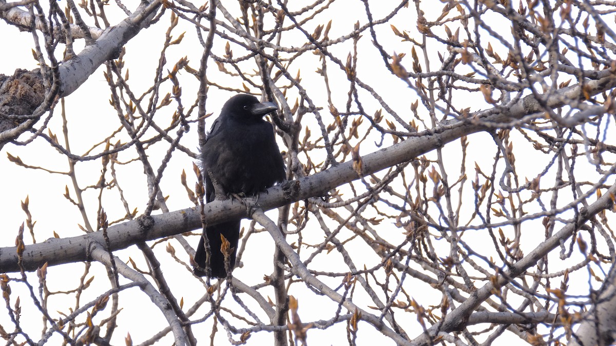 Large-billed Crow (Large-billed) - ML323844531