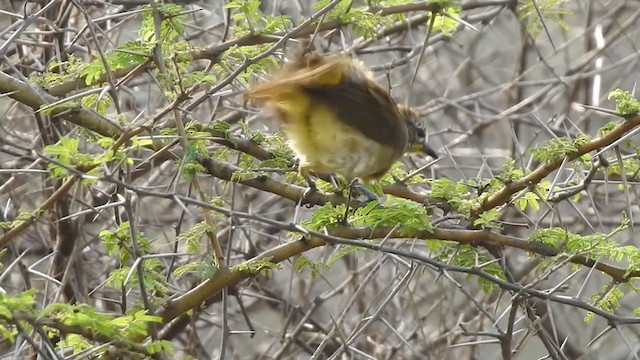 White-browed Bulbul - ML323845561