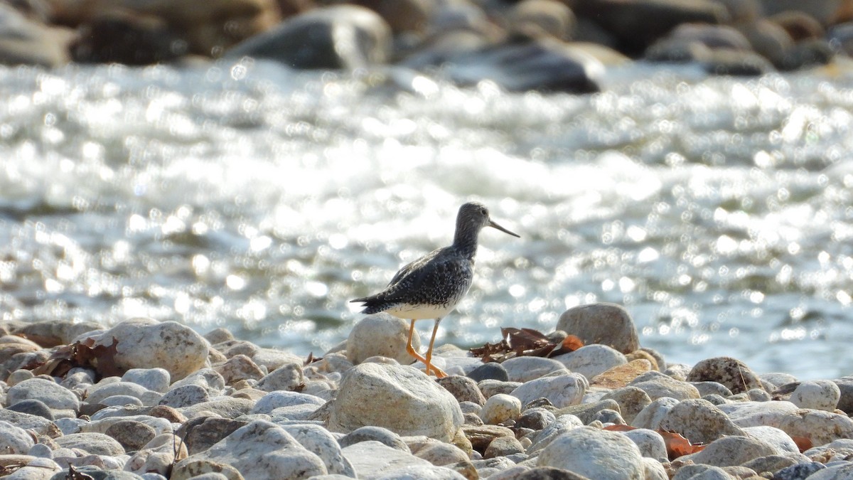 Solitary Sandpiper - ML323845631