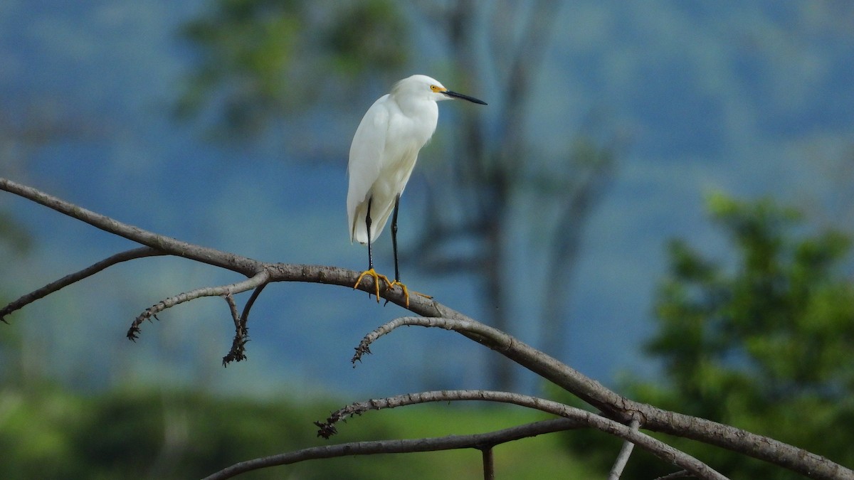 Snowy Egret - ML323845661