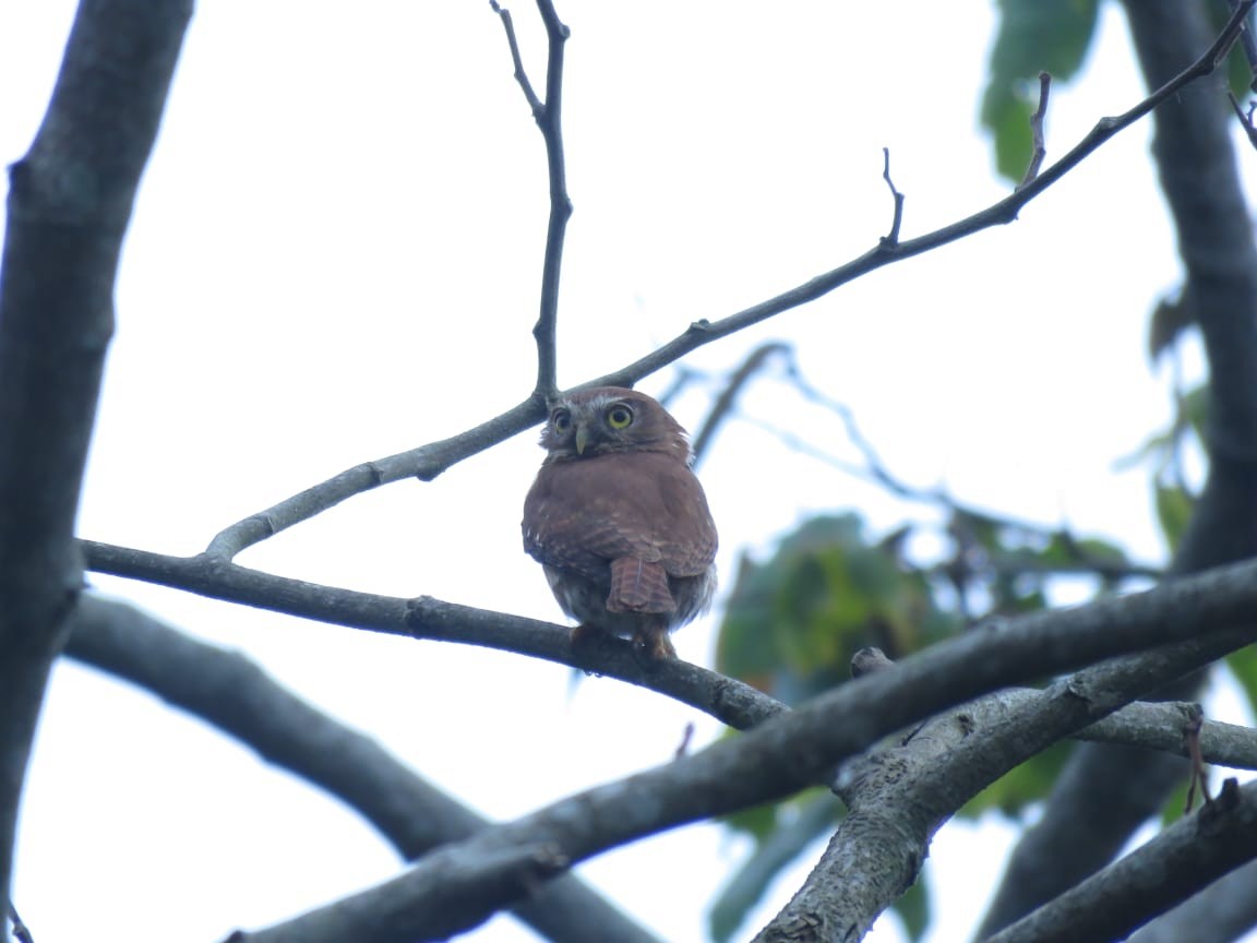 Ferruginous Pygmy-Owl - NCNA Nicaragua