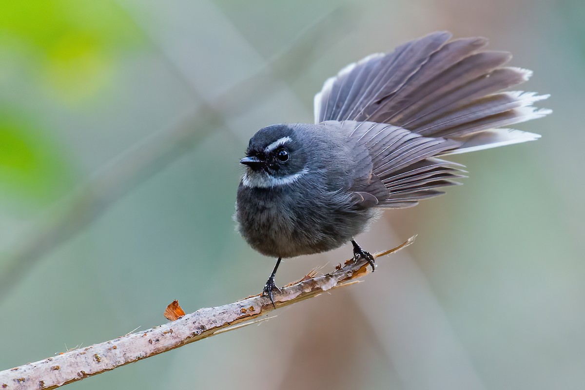 White-throated Fantail - ML323846781
