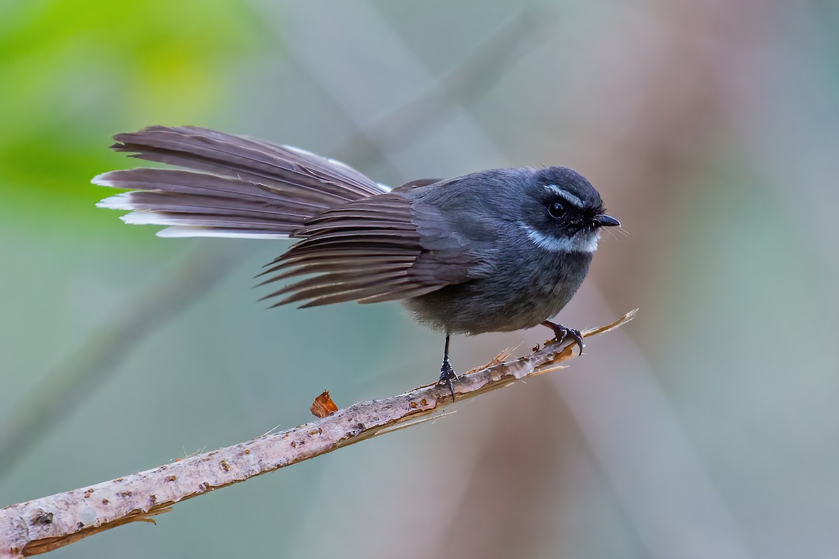 White-throated Fantail - ML323846791